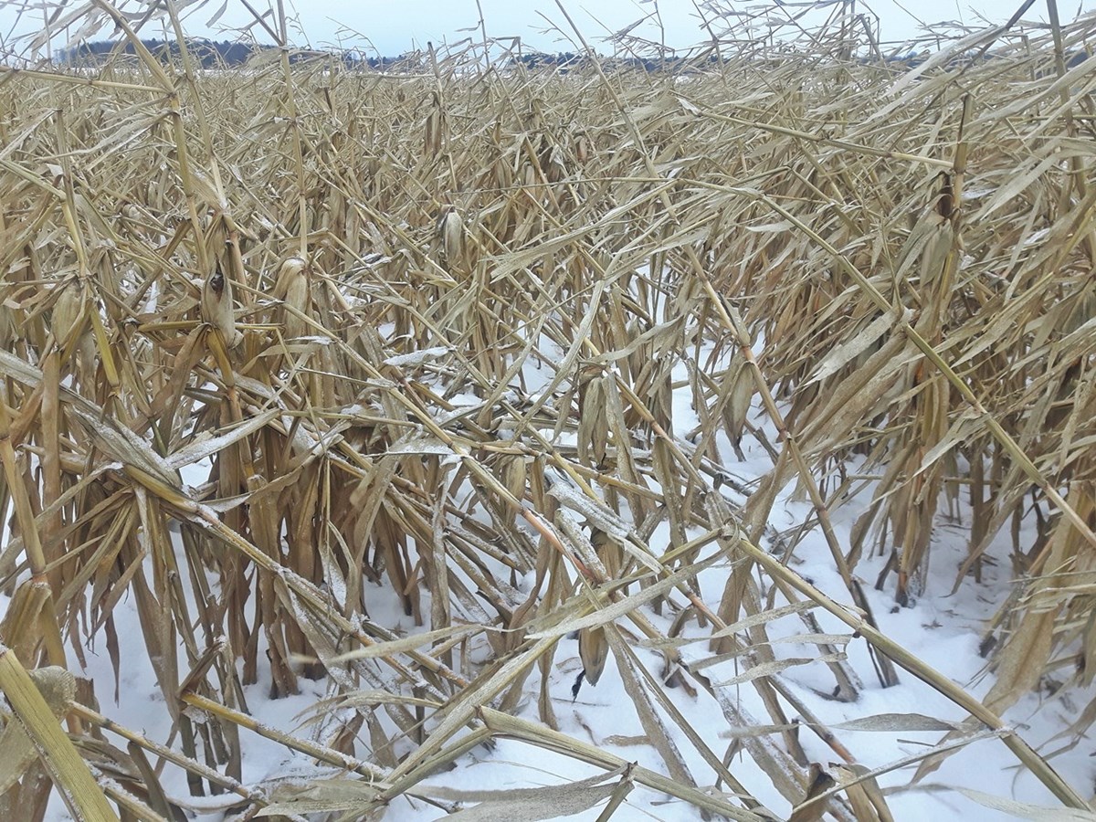 Plants de maïs dans la neige et endommagés par le vent, le 15 novembre, à Saint-Denis-sur-Richelieu.