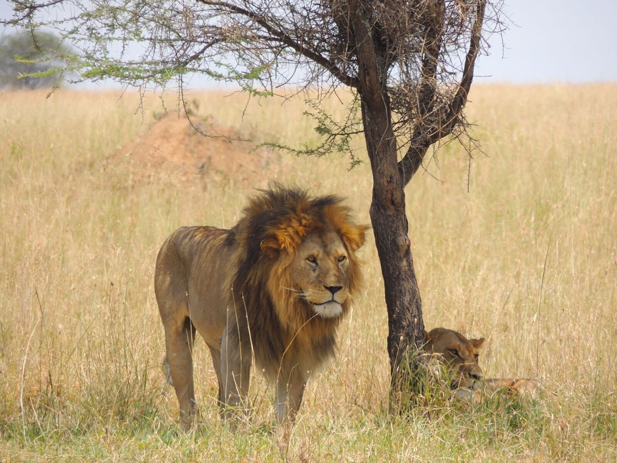 Un Safari sauvage proposé en ciné-conférence le 8 janvier à Beloeil