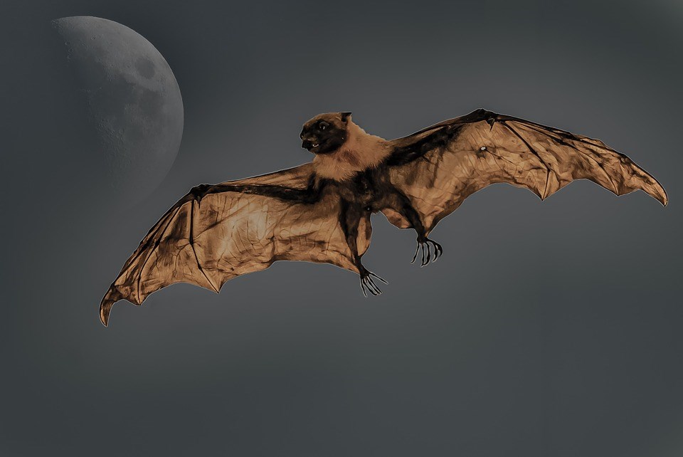 Découvrez-en plus sur l'univers des chauves-souris