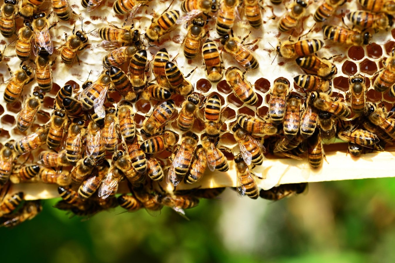 Abeilles : une lutte contre la perte de pollinisateurs essentiels