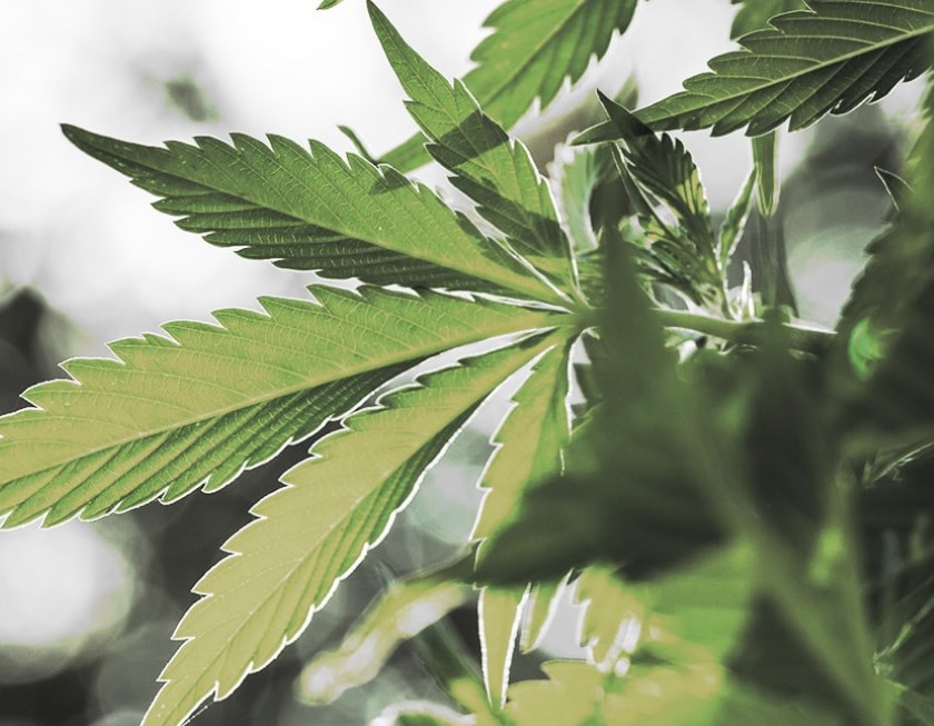 Production de cannabis : opération policière à Saint-Blaise-sur-Richelieu
