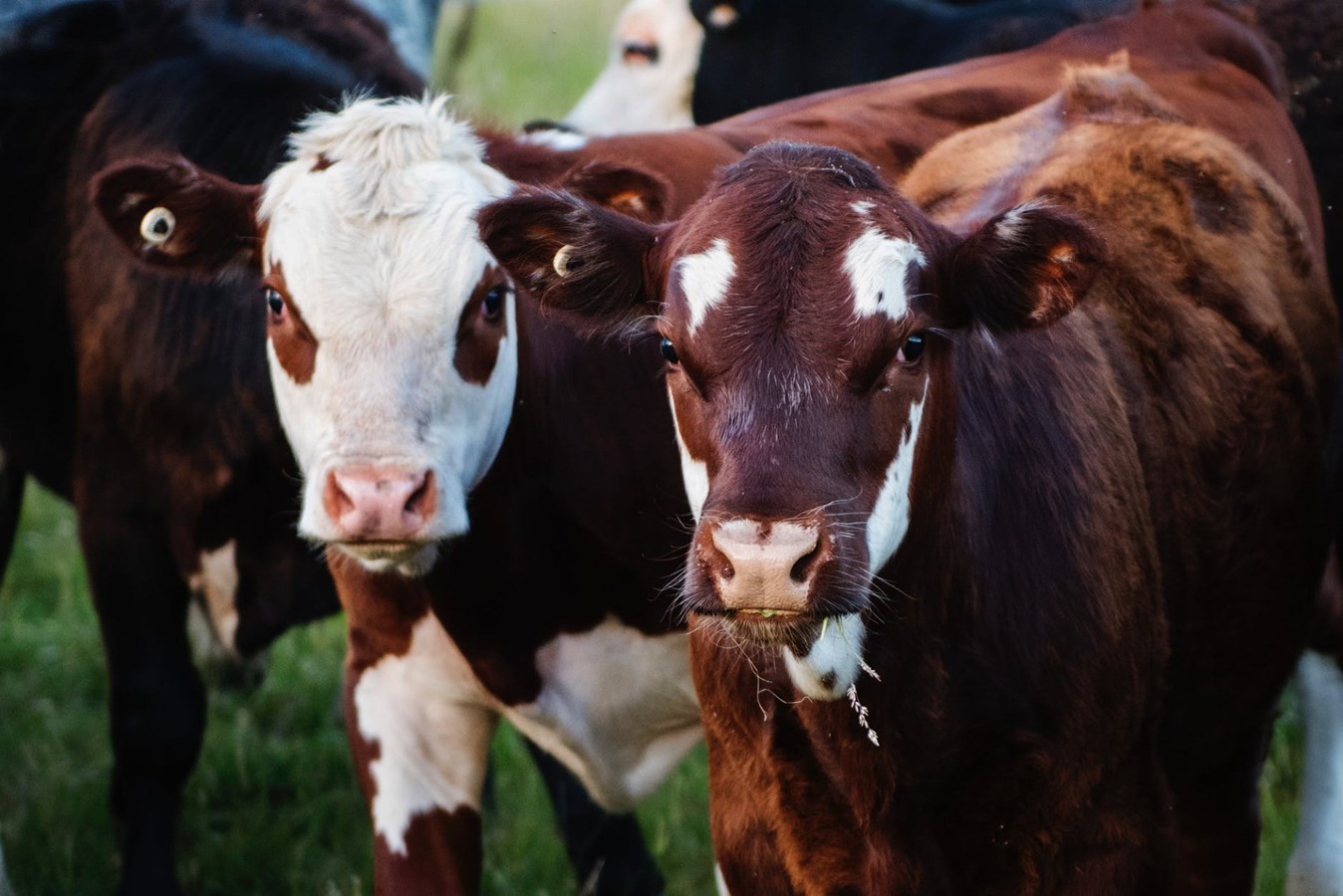 Trois fermes à découvrir le 8 septembre prochain