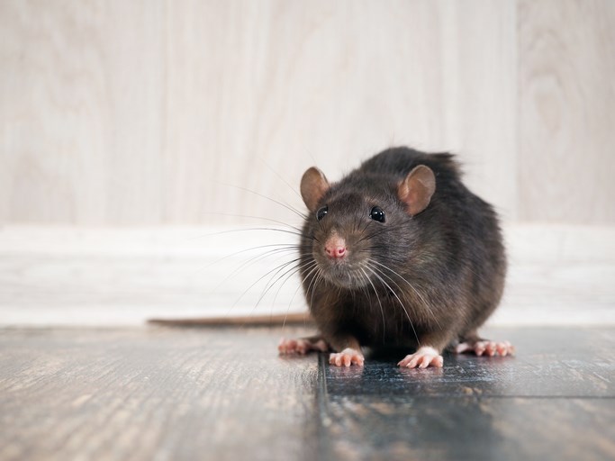 Comment détecter un problème d'infestation dans votre maison?