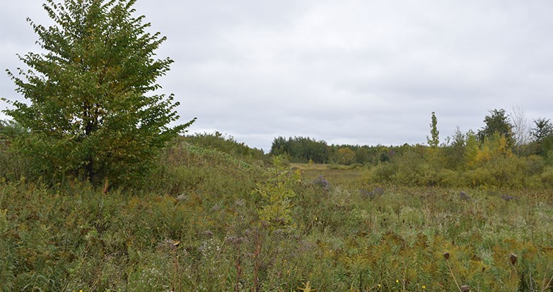 Chambly adhère au Fonds des municipalités pour la biodiversité