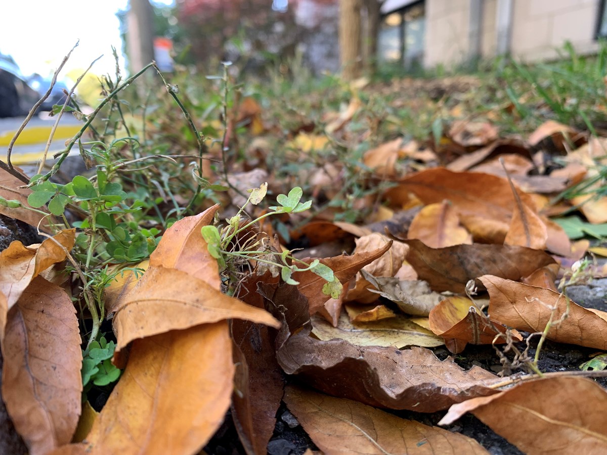 Donnez un coup de pouce à la nature en laissant les feuilles mortes faire leur travail