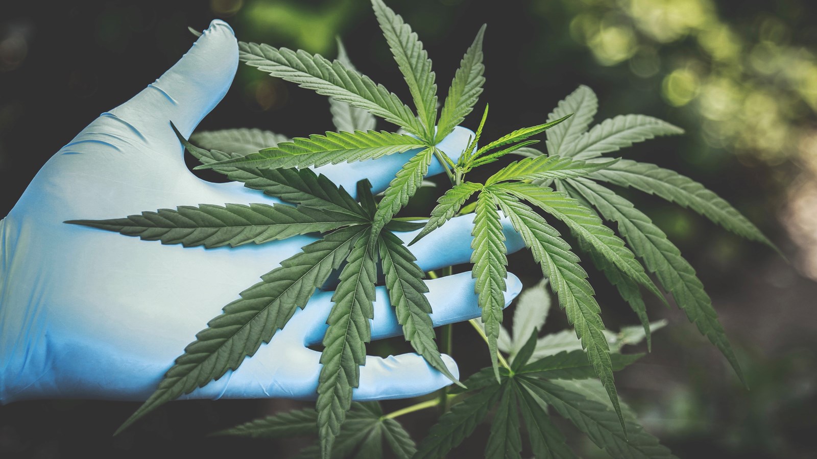 Attention au cannabis pendant la grossesse