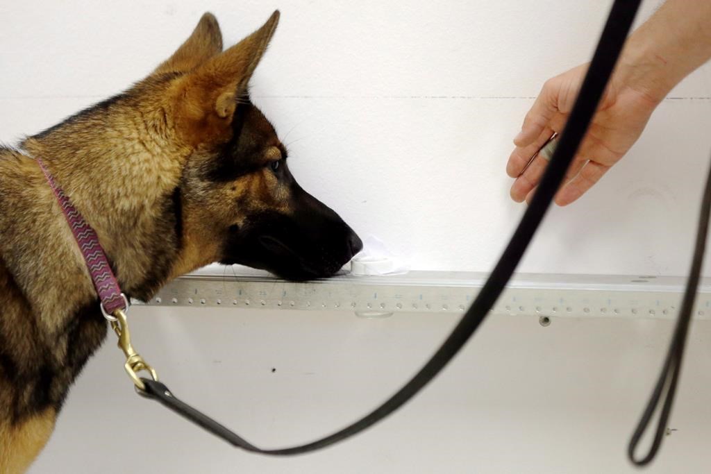 Des chiens pourraient détecter une crise de panique imminente