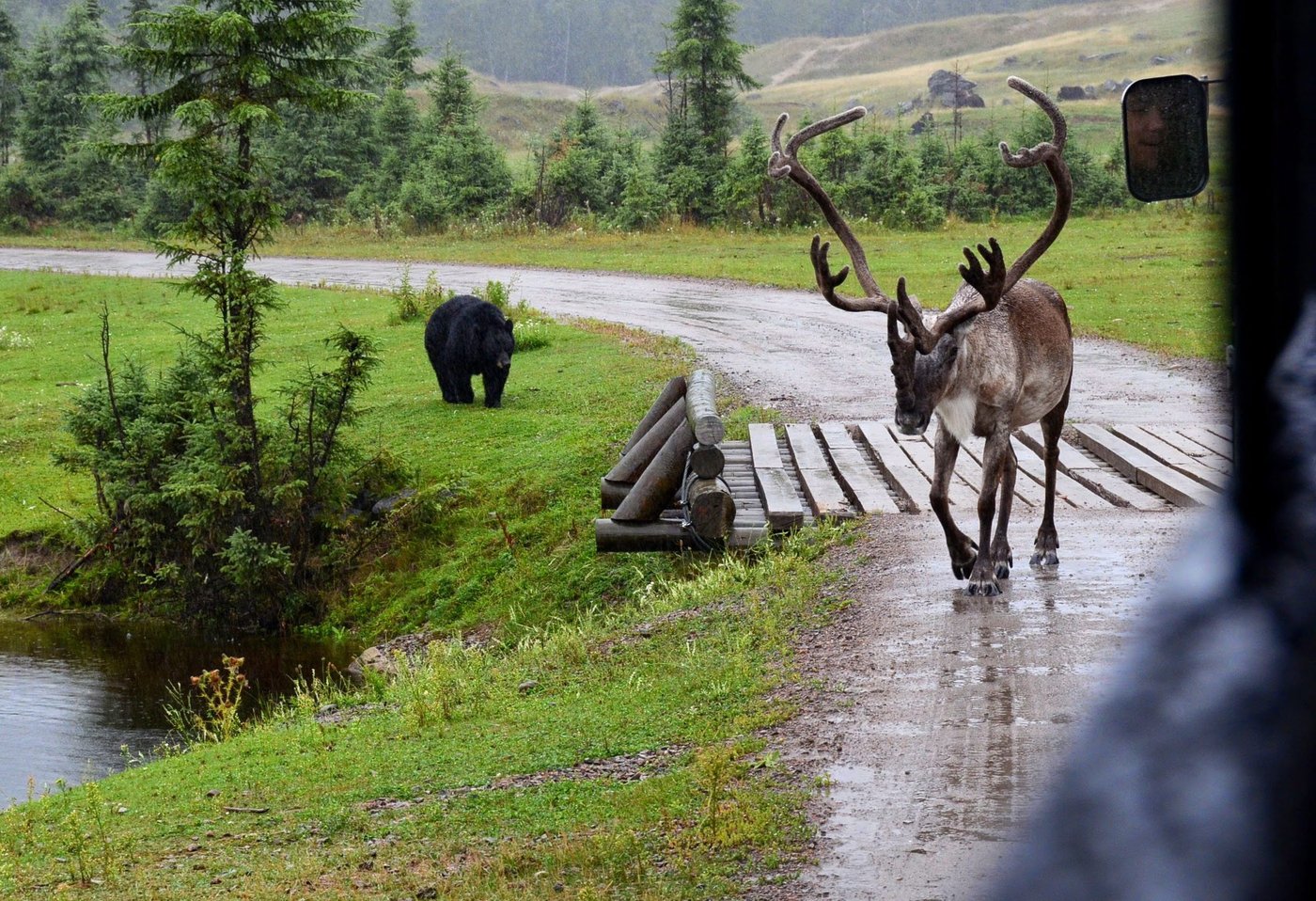 Caribou: 50% des 2000 pertes d'emplois seraient dans le même secteur, selon Québec