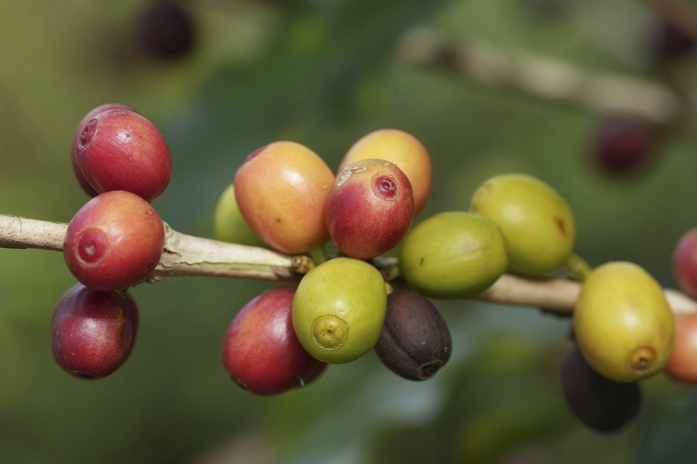 Boire du café serait (essentiellement) bon pour la santé