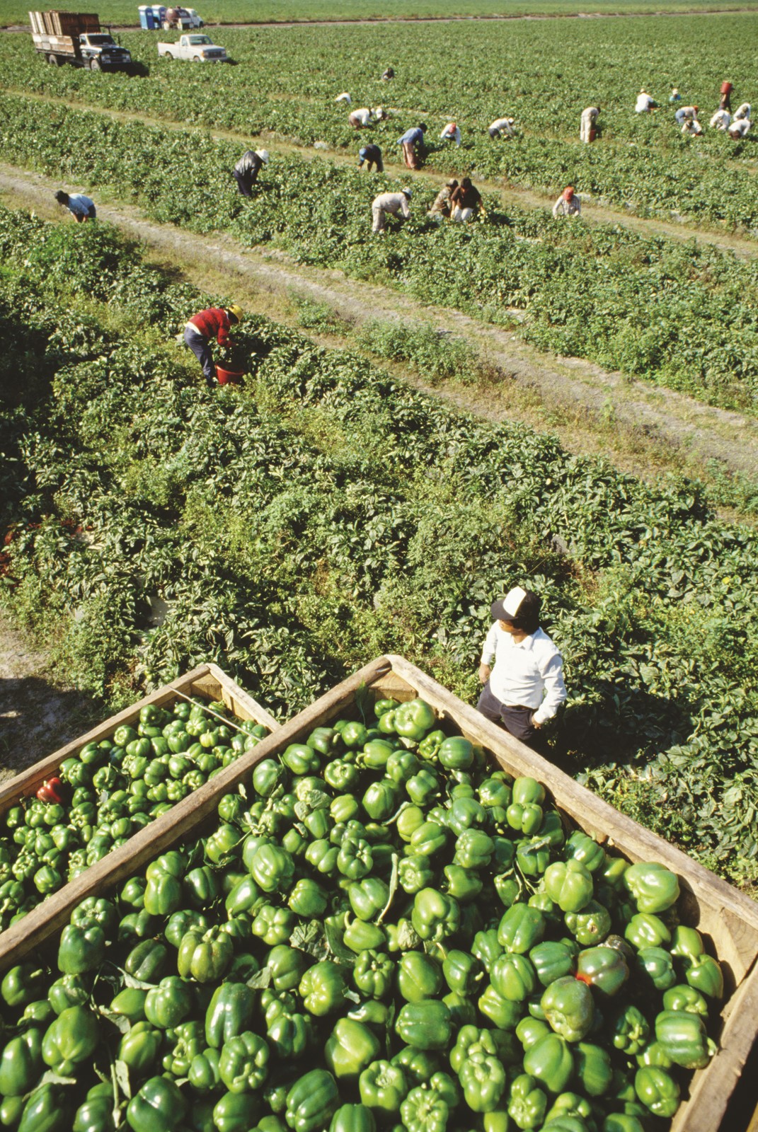 La taille croissante des exploitations agricoles oblige les agriculteurs à recruter de plus en plus de main-d’œuvre.