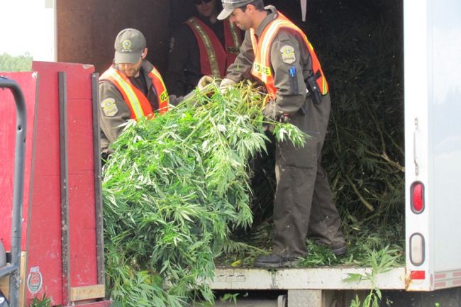 Un total de 570 plants de cannabis et de l'équipement servant à la production ont été saisis le 15 octobre.
