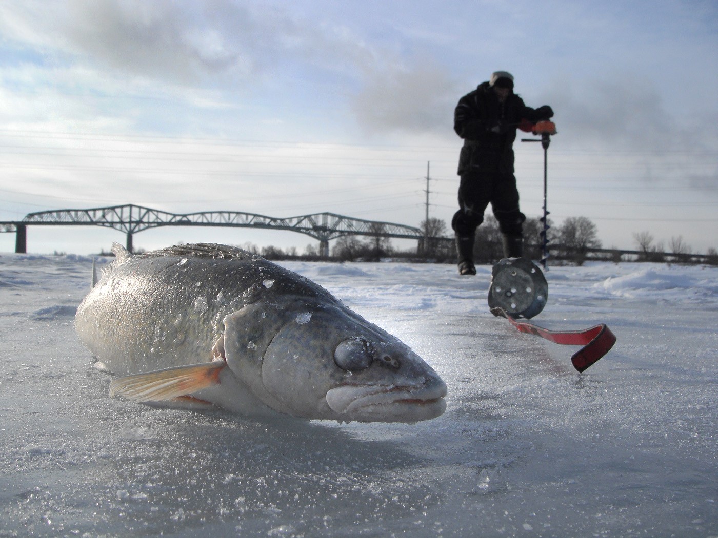 La pêche à la perchaude, au doré (photo), au brochet et de quelques autres espèces se terminait le 31 mars.