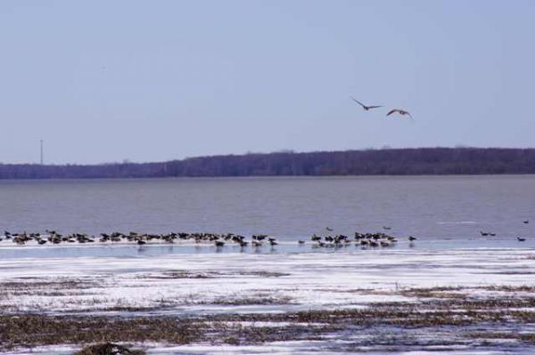 Si les nouvelles données indiquent qu’il y a eu une remontée des stocks de perchaudes, l’Aire faunique communautaire du lac Saint-Pierre souhaite qu’il y ait une levée partielle du moratoire.