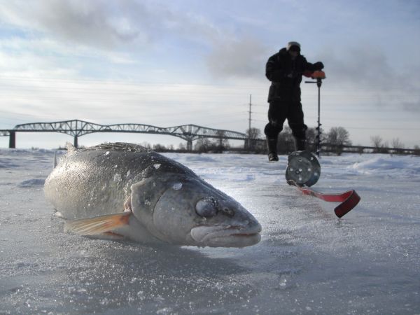 L’Association des pêcheurs du lac Saint-Pierre craint que le moratoire sur la perchaude entraîne une pression supplémentaire sur le doré jaune.