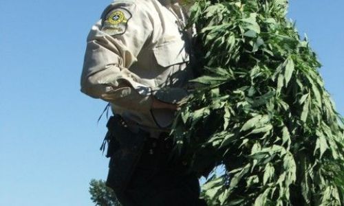 sq cisaille cannabis