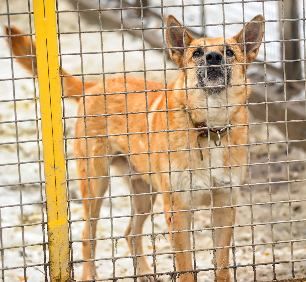 Les chiens saisis étaient de petites et grandes tailles.