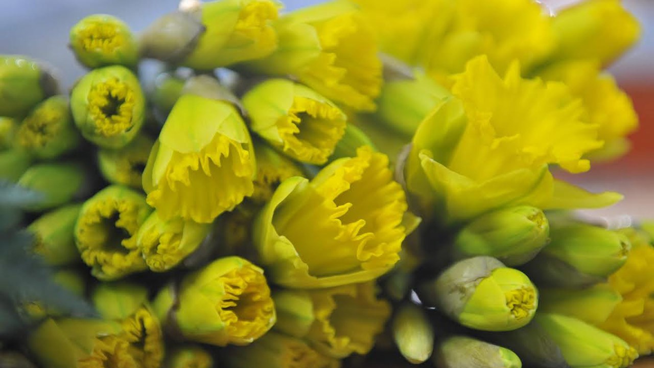 La Société canadienne du cancer vendra des jonquilles du 25 au 29 mars prochain