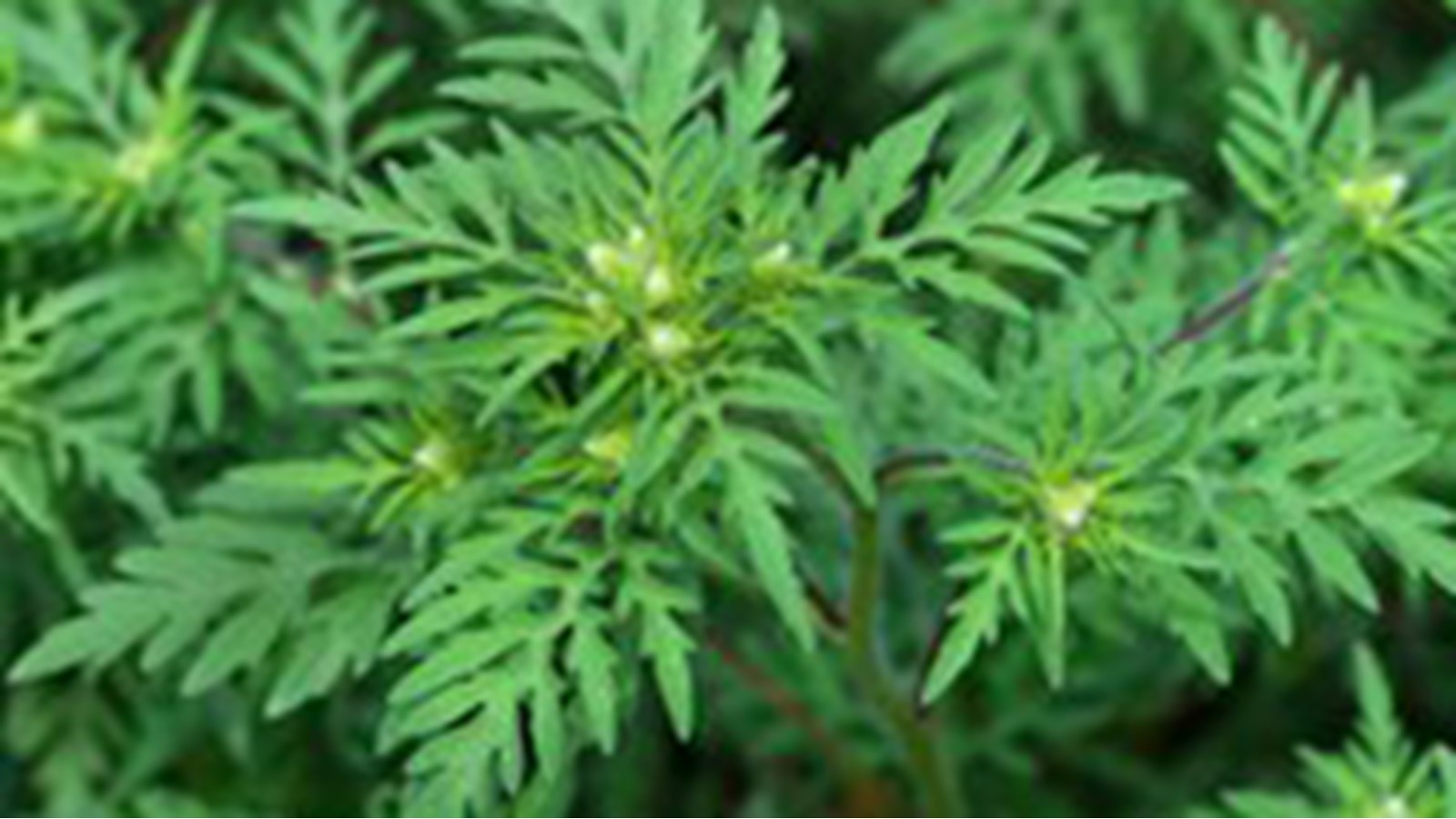 Conseils pratiques pour éliminer l'herbe à poux de son quotidien