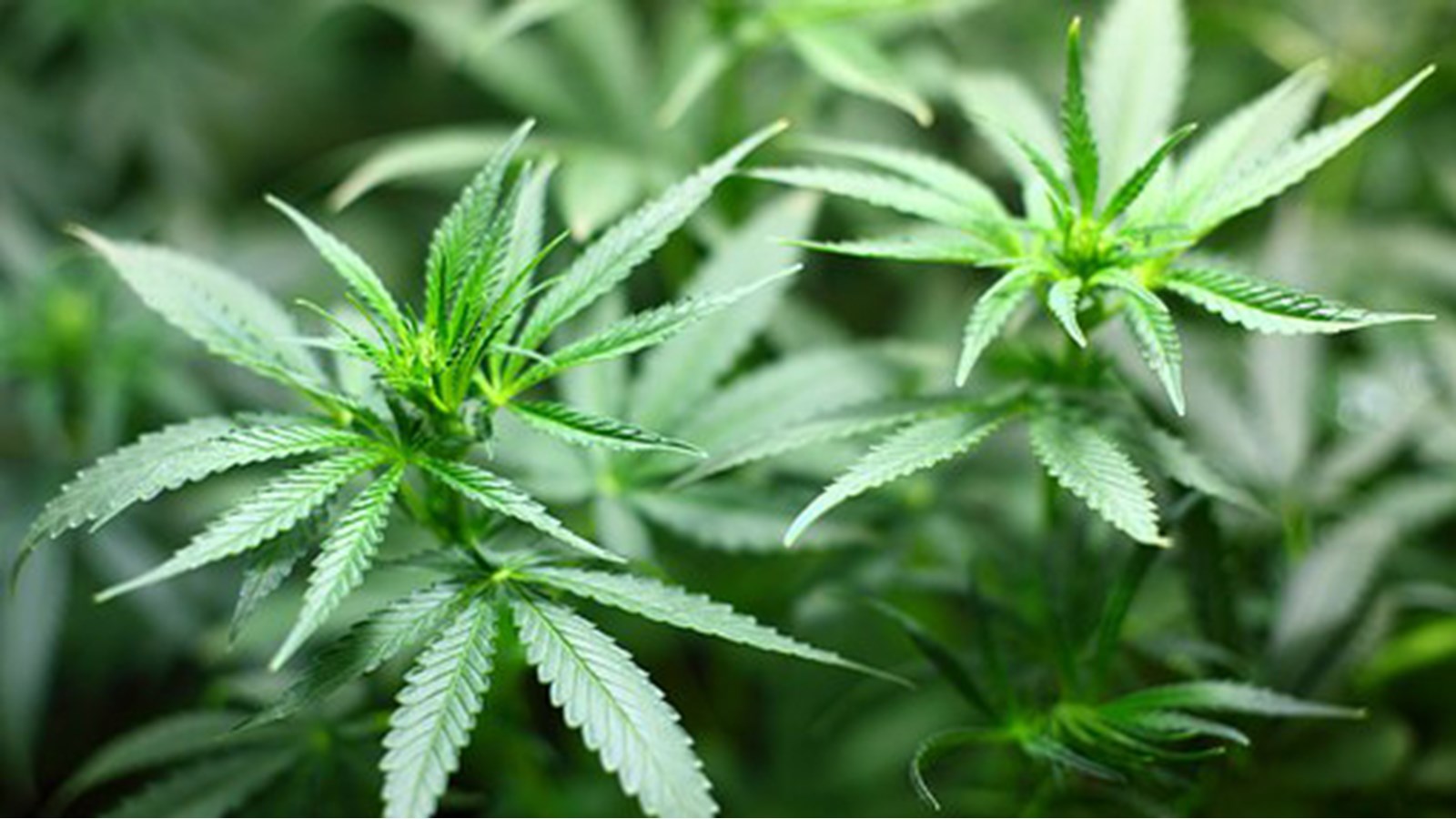 Saisie de plus de 50 plants de cannabis à Yamaska 