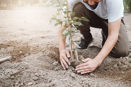 Début de la plantation d'arbres pour remplacer les frênes