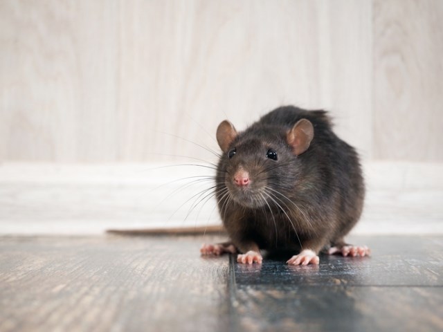 4 conseils pour éviter l'apparition de rat dans votre maison