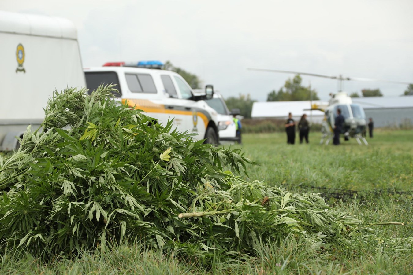 Lutte à la culture extérieure illicite de cannabis : Les policiers à l’affût