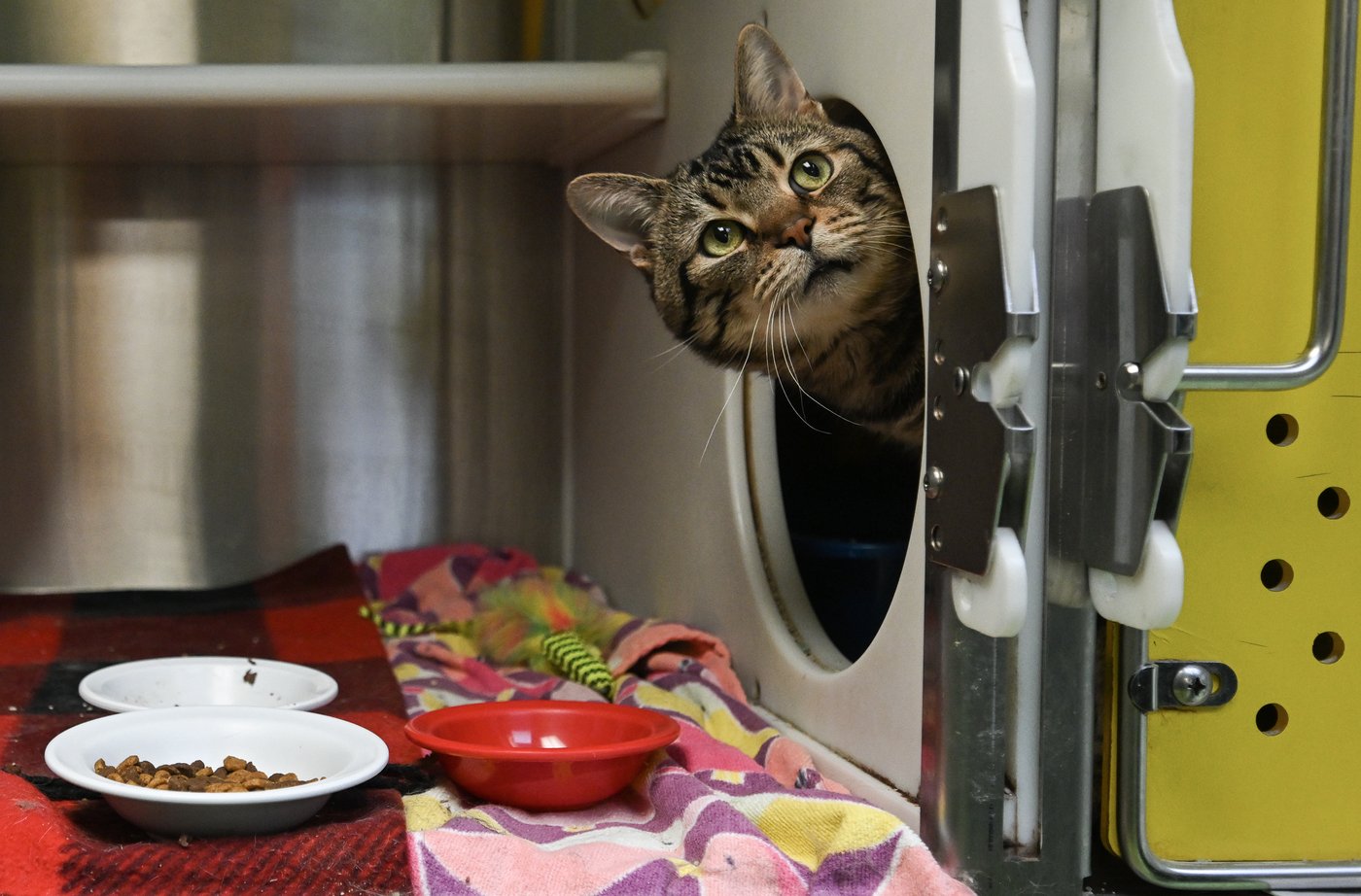 Les chats moins nombreux dans les ménages québécois, selon un sondage