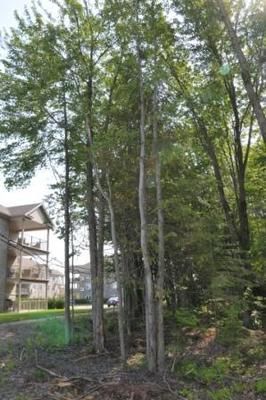 (Photo Simon Dessureault)De plus en plus d arbres seront visibles à Blainville au cours des prochaines années.