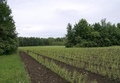 (Photo collaboration spéciale) La Ville a mis sur pied un organisme pour gérer les activités de recherche et de culture des plantes à croissance rapide, ainsi qu'un projet global de développement durable: le CERVEAU.