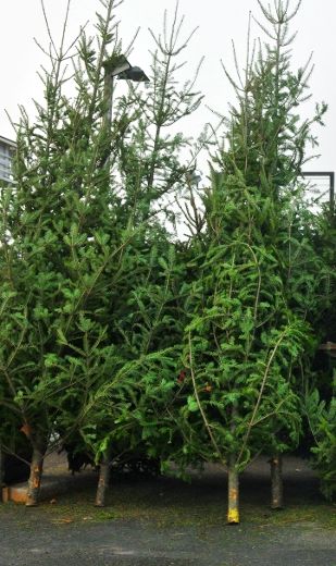 Les citoyens sont invités à déposer leur sapin de Noël au coin de leur entrée.