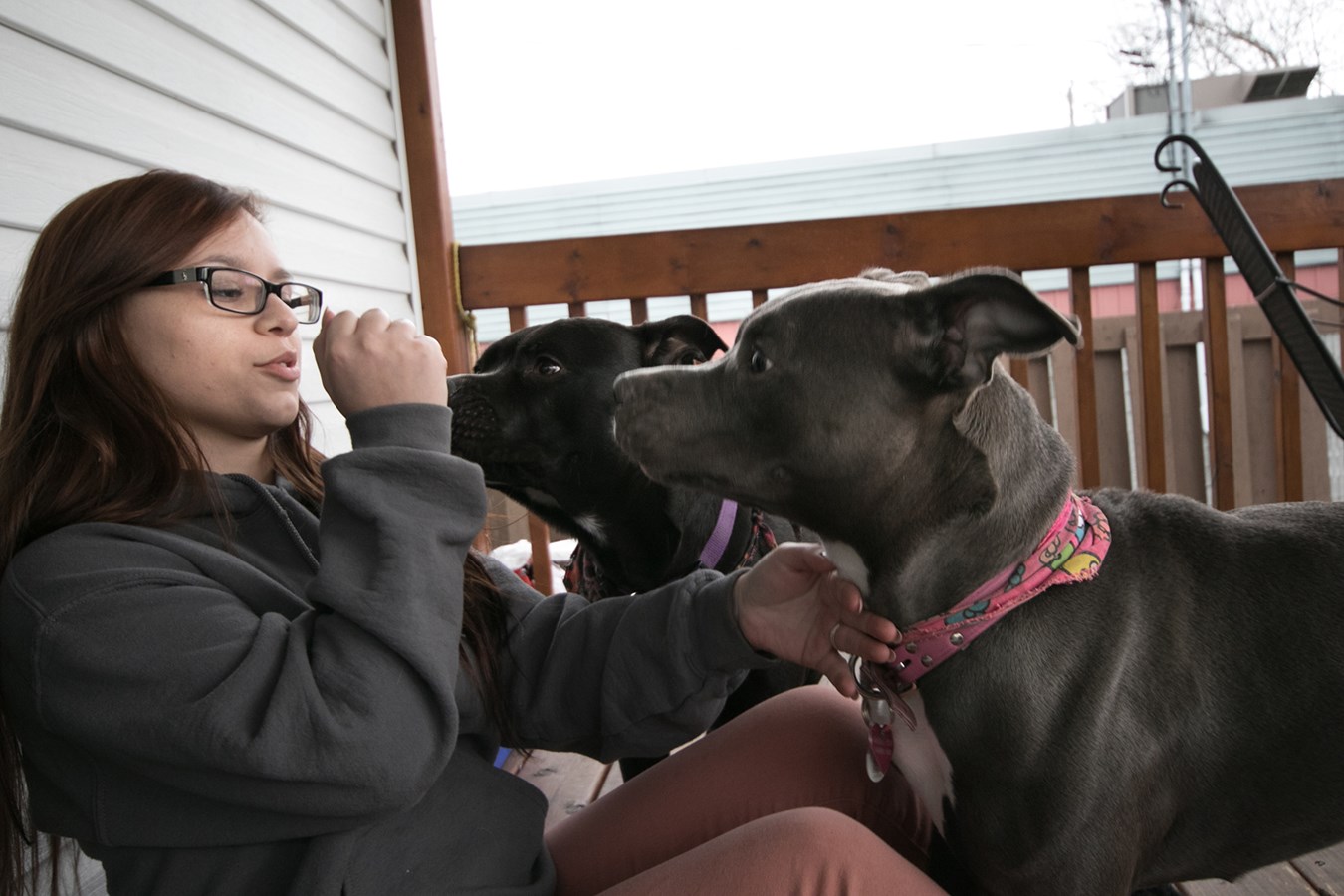 Elle se bat pour garder ses deux pitbulls
