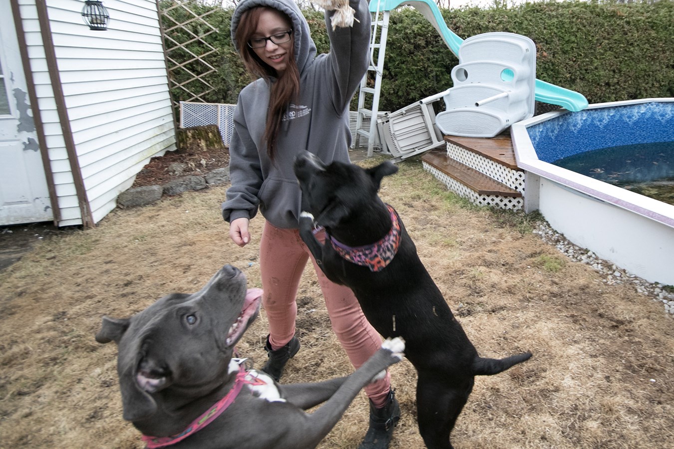 Elle se bat pour garder ses deux pitbulls