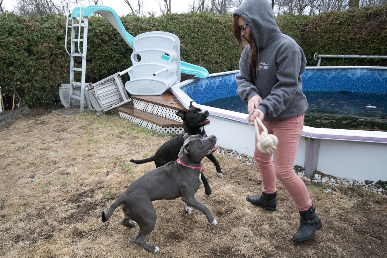 Elle se bat pour garder ses deux pitbulls