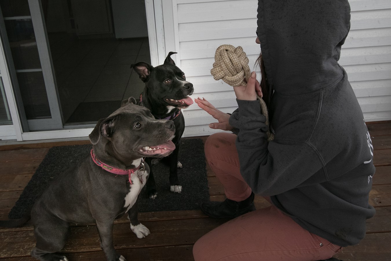 Elle se bat pour garder ses deux pitbulls