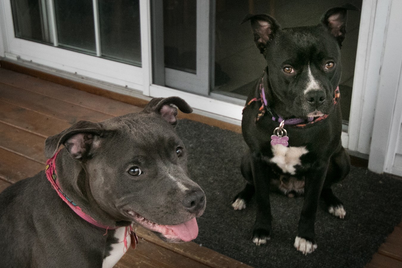 Elle se bat pour garder ses deux pitbulls