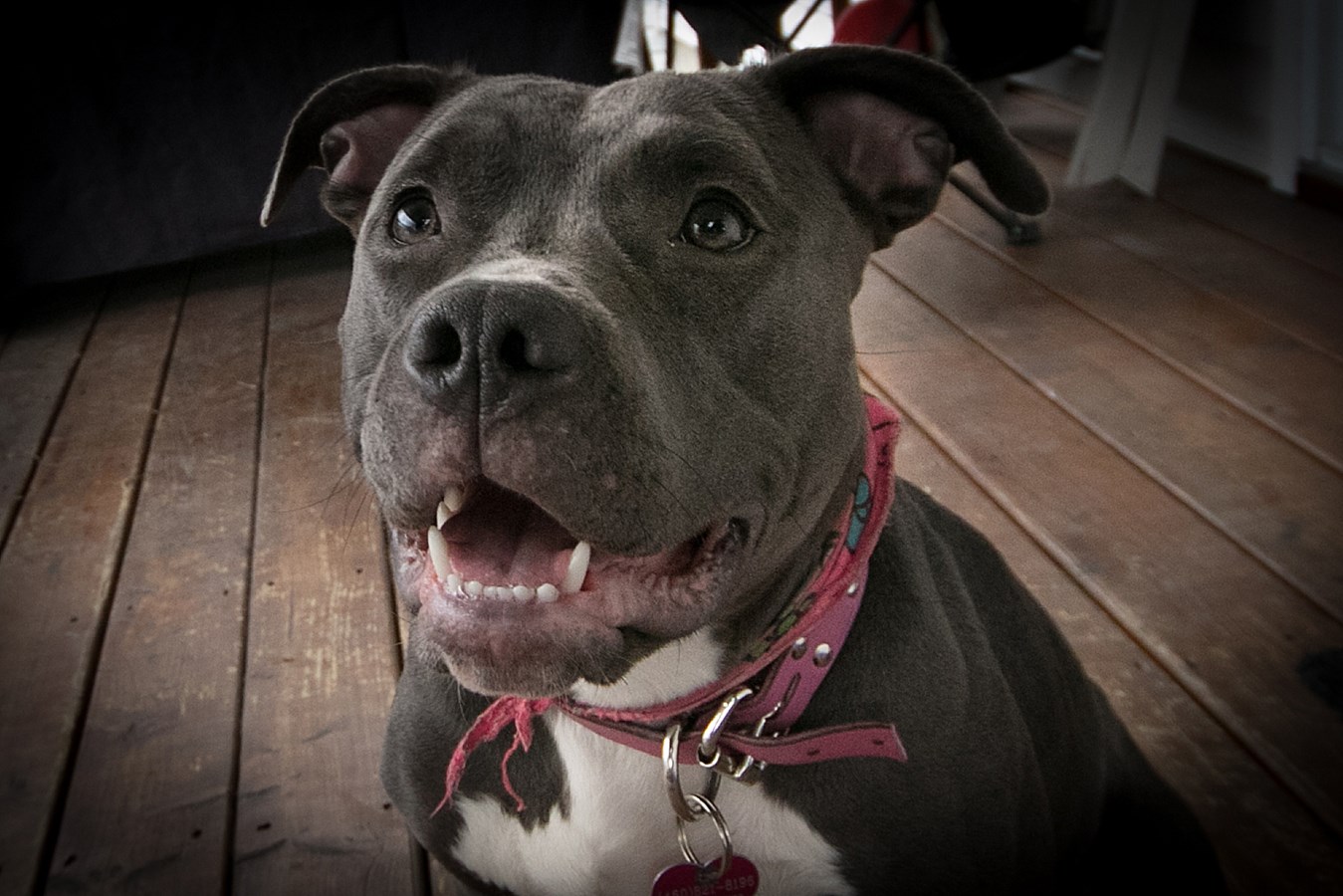 Elle se bat pour garder ses deux pitbulls