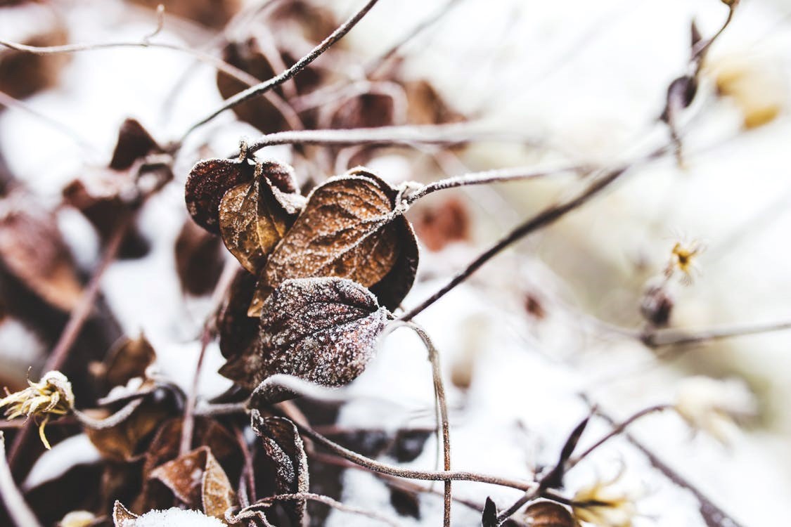 4 conseils d’aménagement paysager pour l’hiver