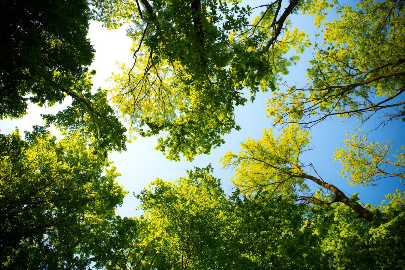 Un bioblitz au Parc régional éducatif du Bois de Belle-Rivière de Mirabel