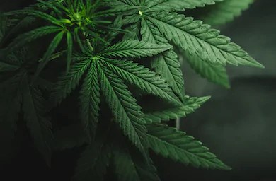 Deux arrestations de mineurs à Terrebonne liées à la drogue