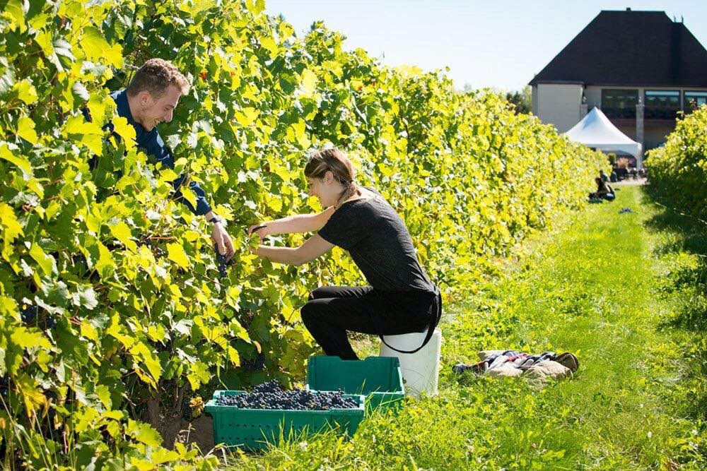 Le Vignoble Rivière du Chêne dévoile sa programmation savoureuse et riche en activités