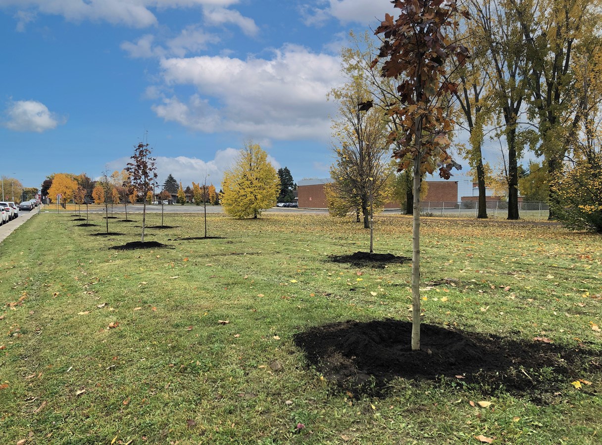 Plantation et remplacement d’arbres à Sainte-Thérèse