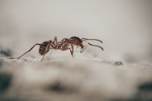 Extermination des fourmis charpentières