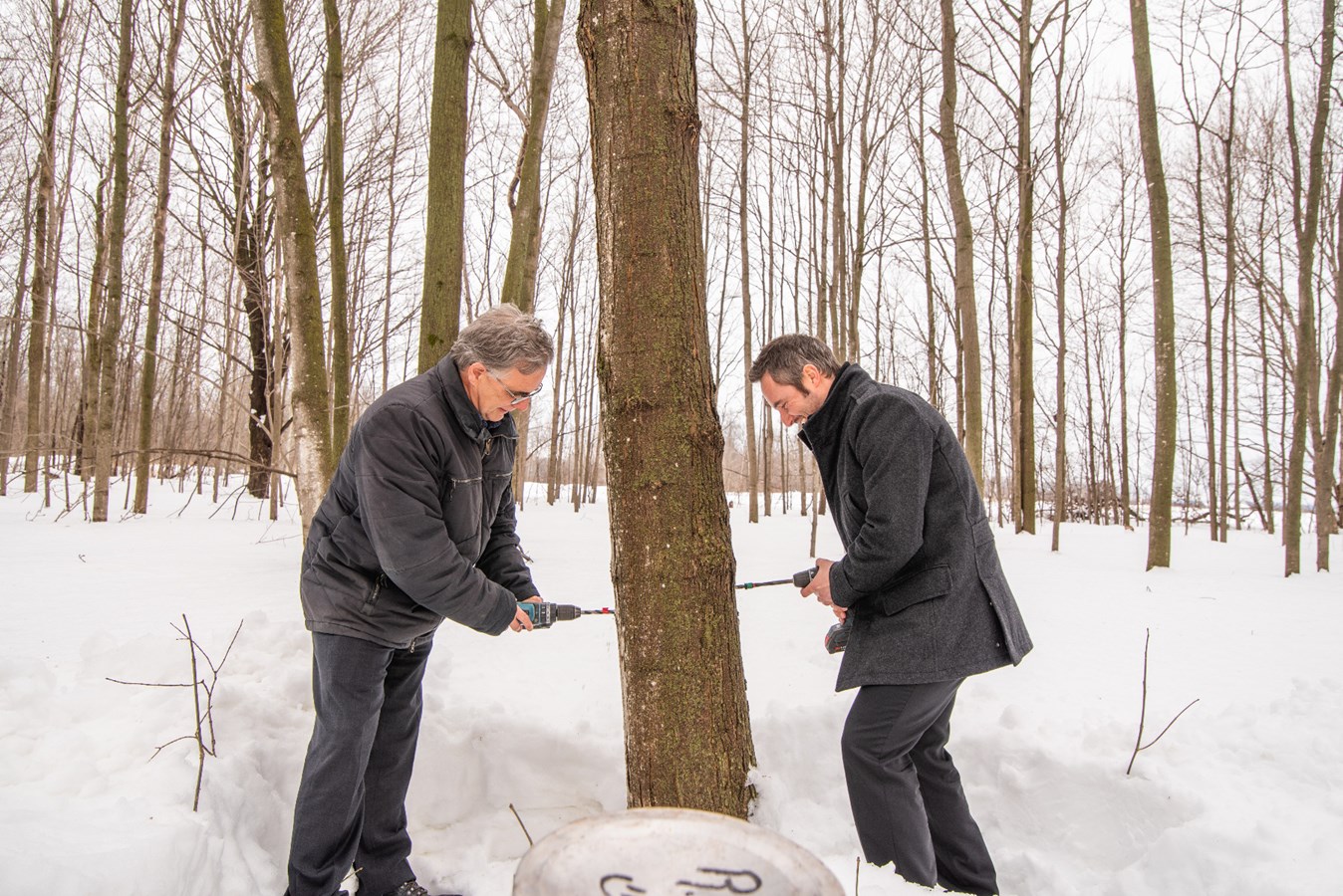 Le maire suppléant de Mirabel Patrick Charbonneau (à droite) a pu procéder à la traditionnelle percée de l'érable avec Pierre Brassard, directeur régional des Laurentides pour le MAPAQ.