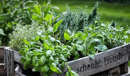 Lorraine prévoit de livrer des fines herbes et plantes aux citoyens inscrits