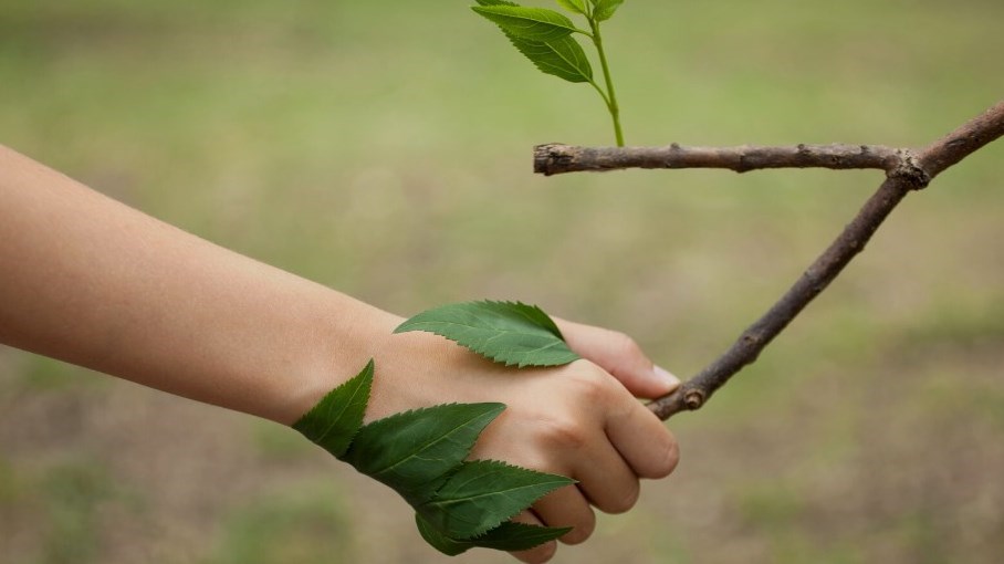 Les arbres de la plantation qui a eu lieu un an plus tôt, soit au printemps 2019, connaissent un taux de survie de plus de 90%. Par cette plantation bénévole, la Forêt des Frères du Sacré-Cœur, qui est un véritable joyau écologique pour la communauté rosemèroise, a doublé de superficie.