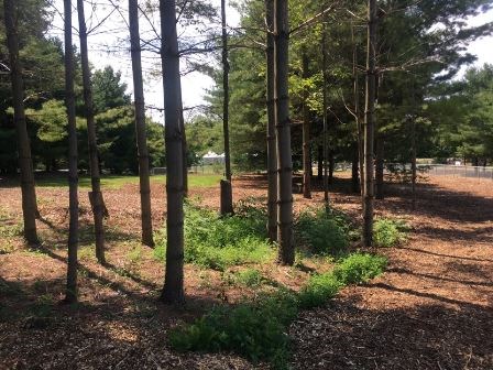 Le parc à chiens et le sentier sont accessibles (avec le chien en laisse).