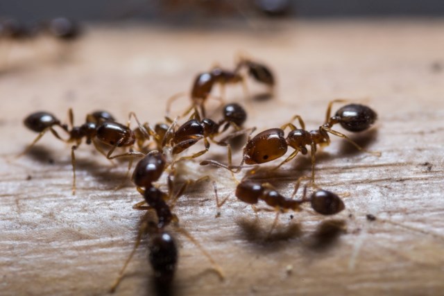 Quel est le meilleur moment pour la prévention contre les fourmis charpentières ?