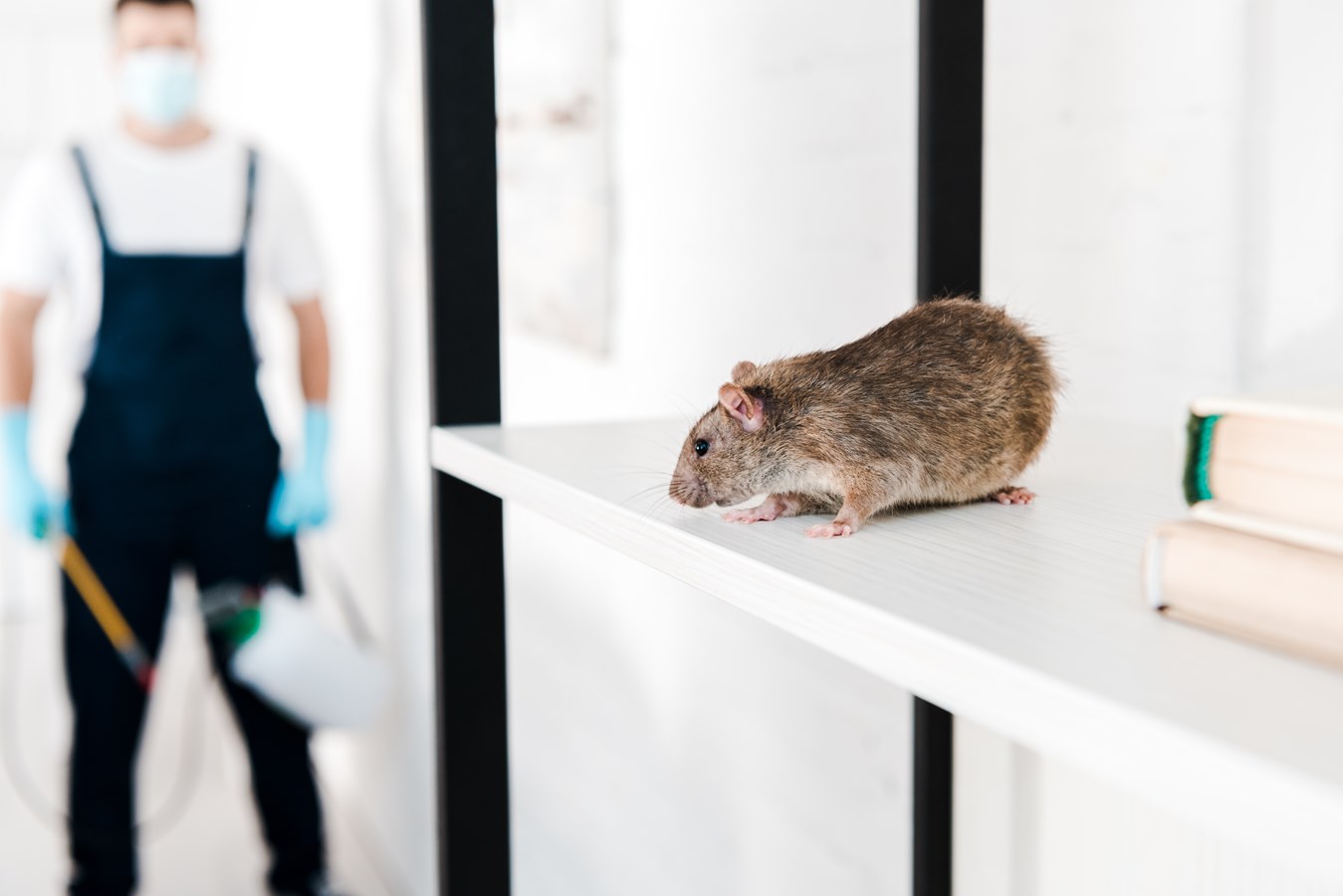 Comment trouver un exterminateur sur la Rive-Nord de Montréal ?