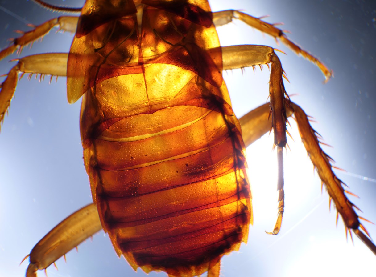 Comment trouver un exterminateur sur la Rive-Nord de Montréal ?