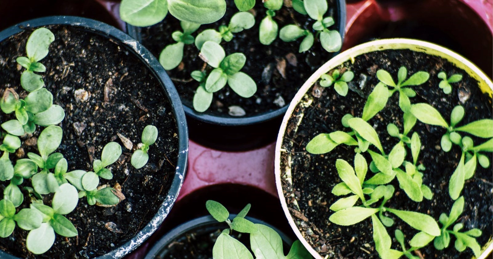Retour de la Journée Horticole à Deux-Montagne
